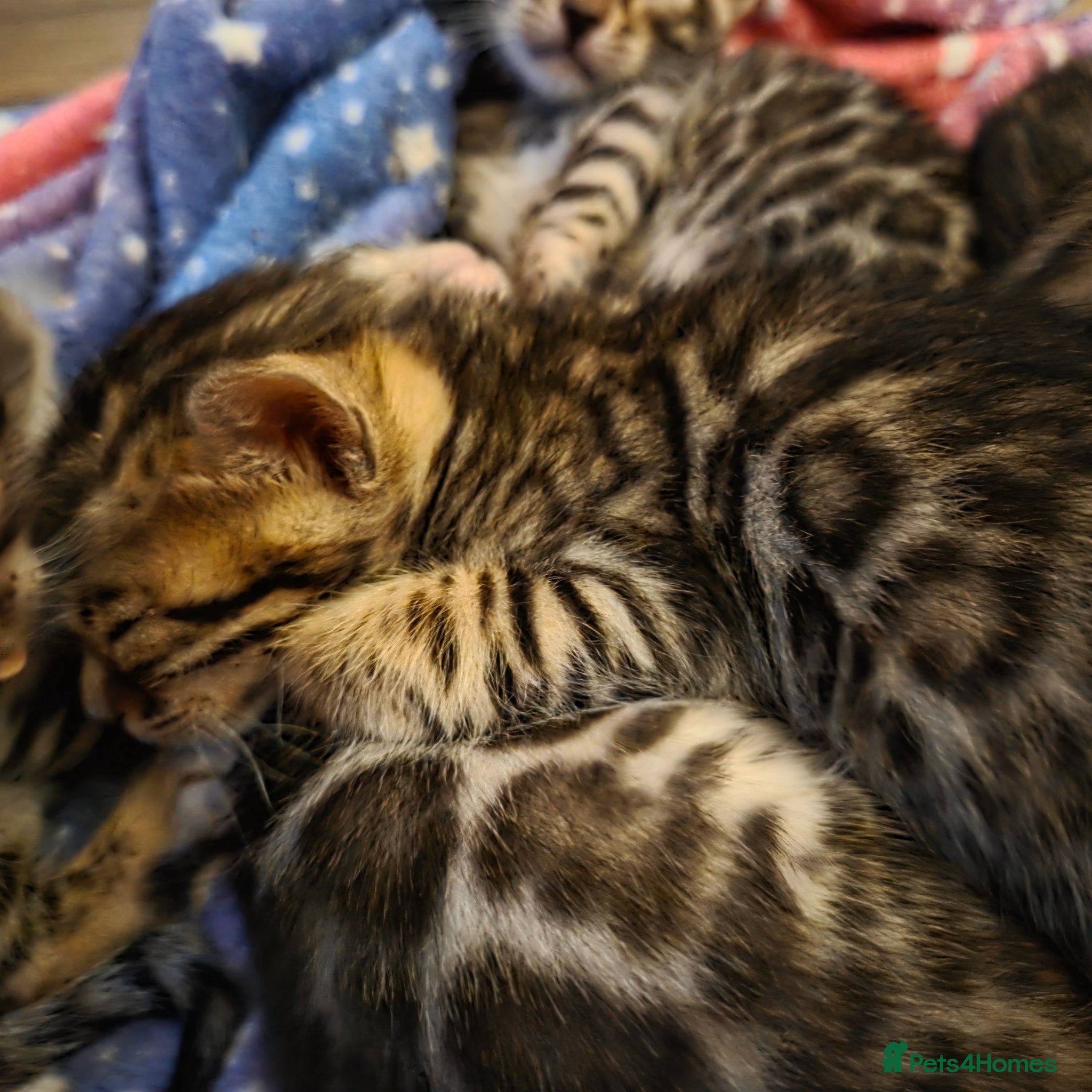 Bengal cats for sale: 5 gorgeous Bengal kittens - Advert 4
