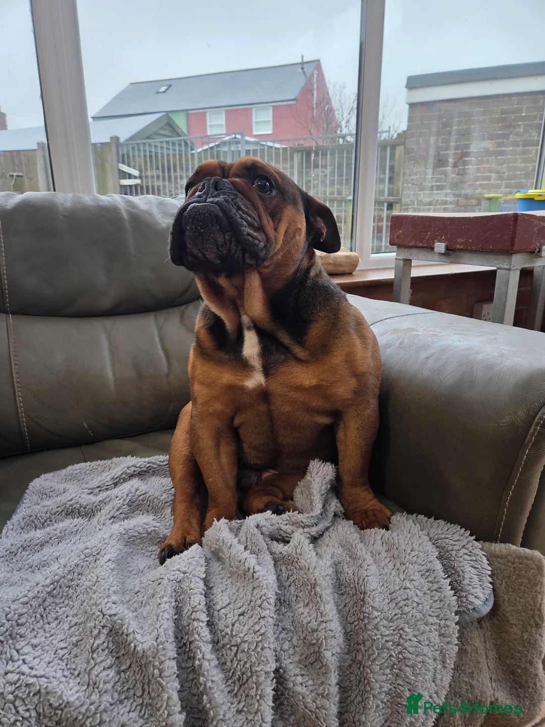 English Bulldog dogs for sale: English bulldog - Advert 15