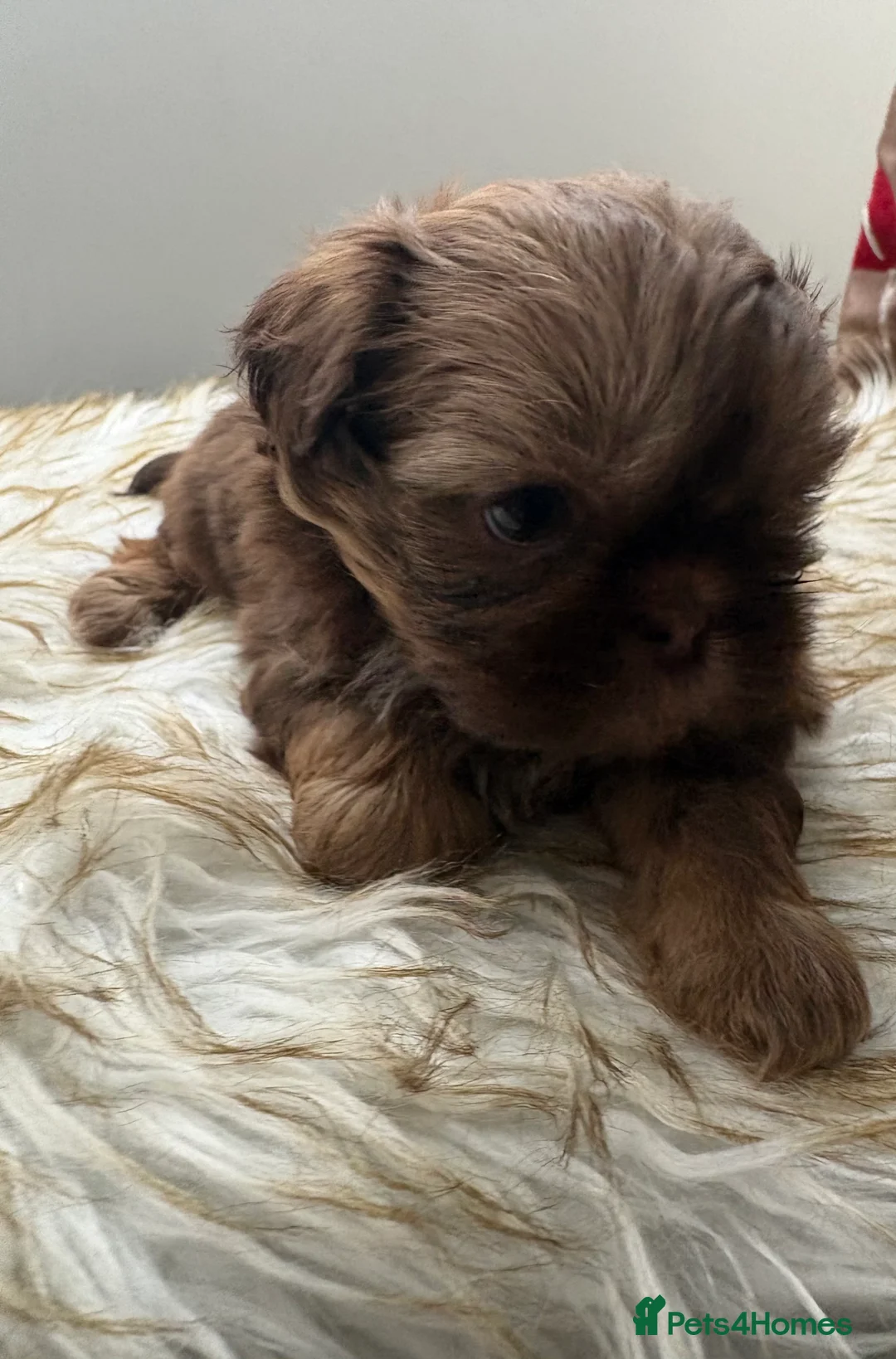 Shih Tzu dogs for sale: 3 Beautiful Puppys - Advert 13