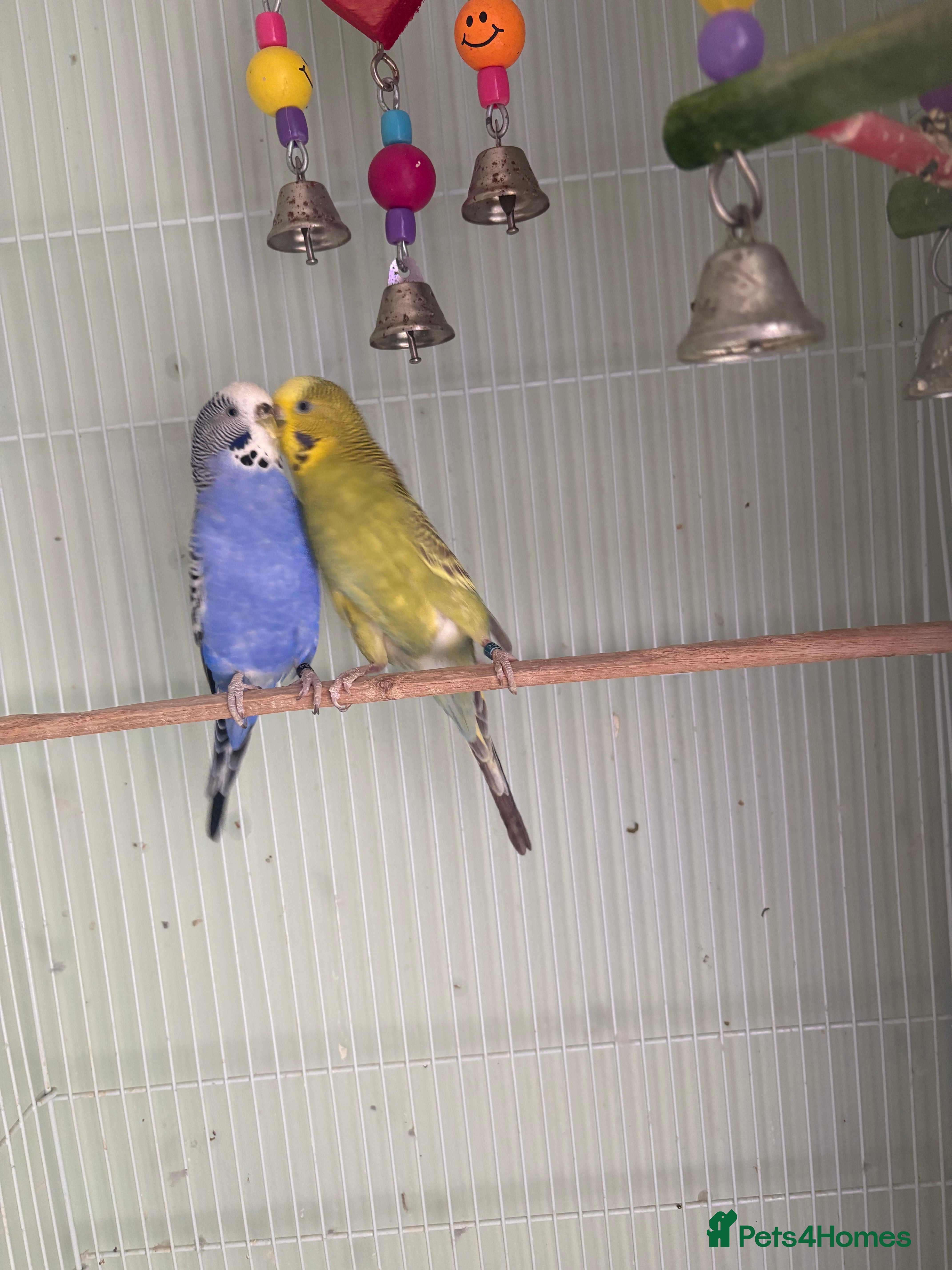 Budgerigars birds 2 budgies for sale as pair  - Advert 12