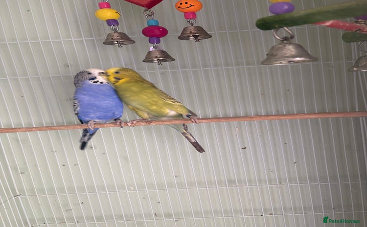 Budgerigars birds 2 budgies for sale as pair  - Advert 1