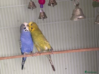 Budgerigars birds 2 budgies for sale as pair - Advert 8