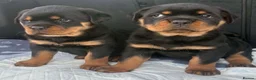Rottweiler dogs for sale: 2 Rottweiler boy puppies for sale - Advert 3