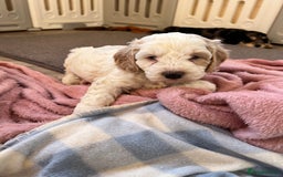 Cockapoo dogs for sale: F1 Cockapoo puppies  - Image 5