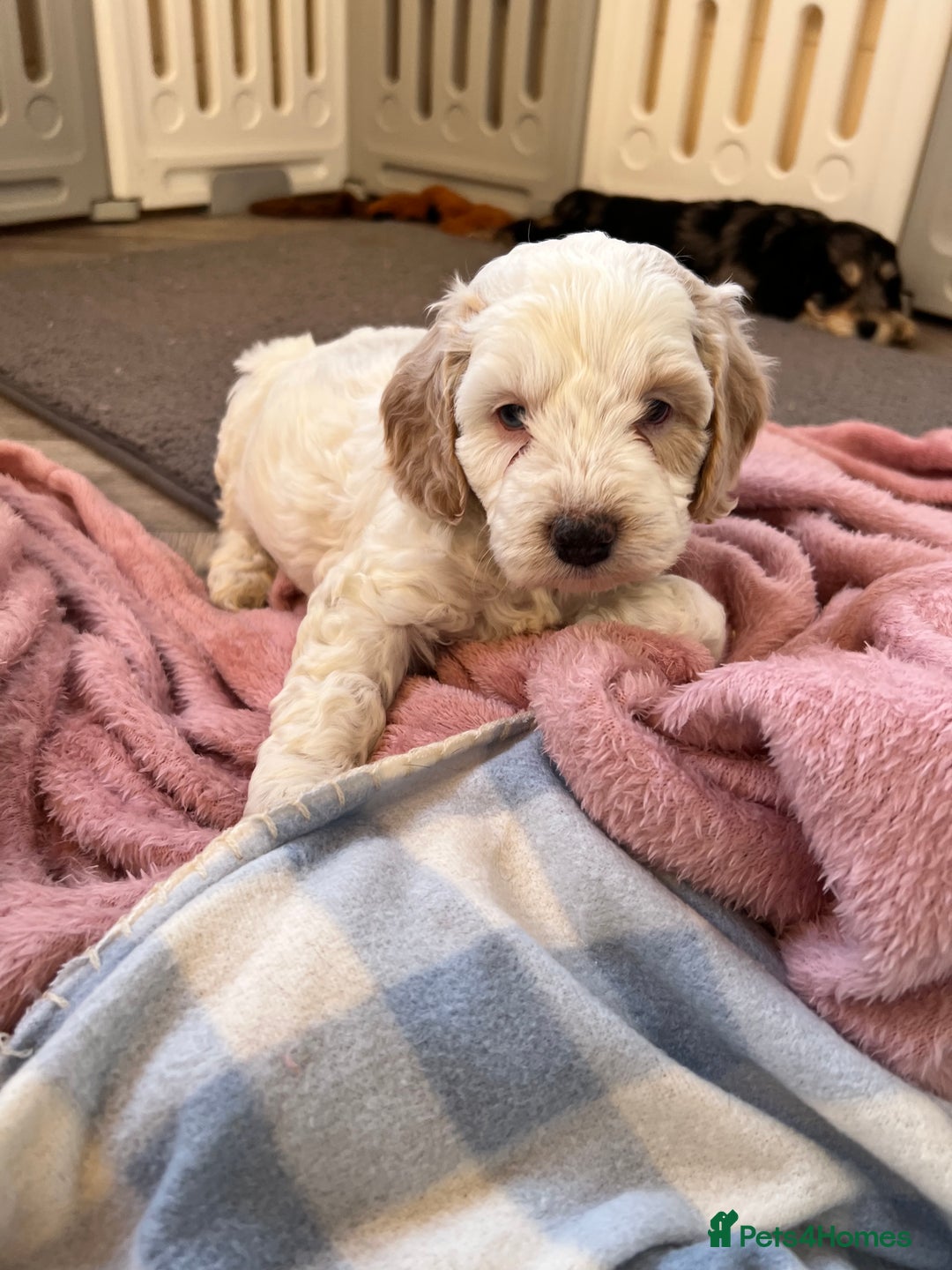 Cockapoo dogs for sale: F1 Cockapoo puppies  - Image 5