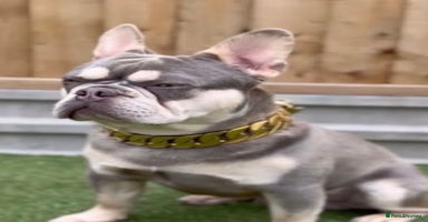 French Bulldog dogs in Harlow - Advert 4