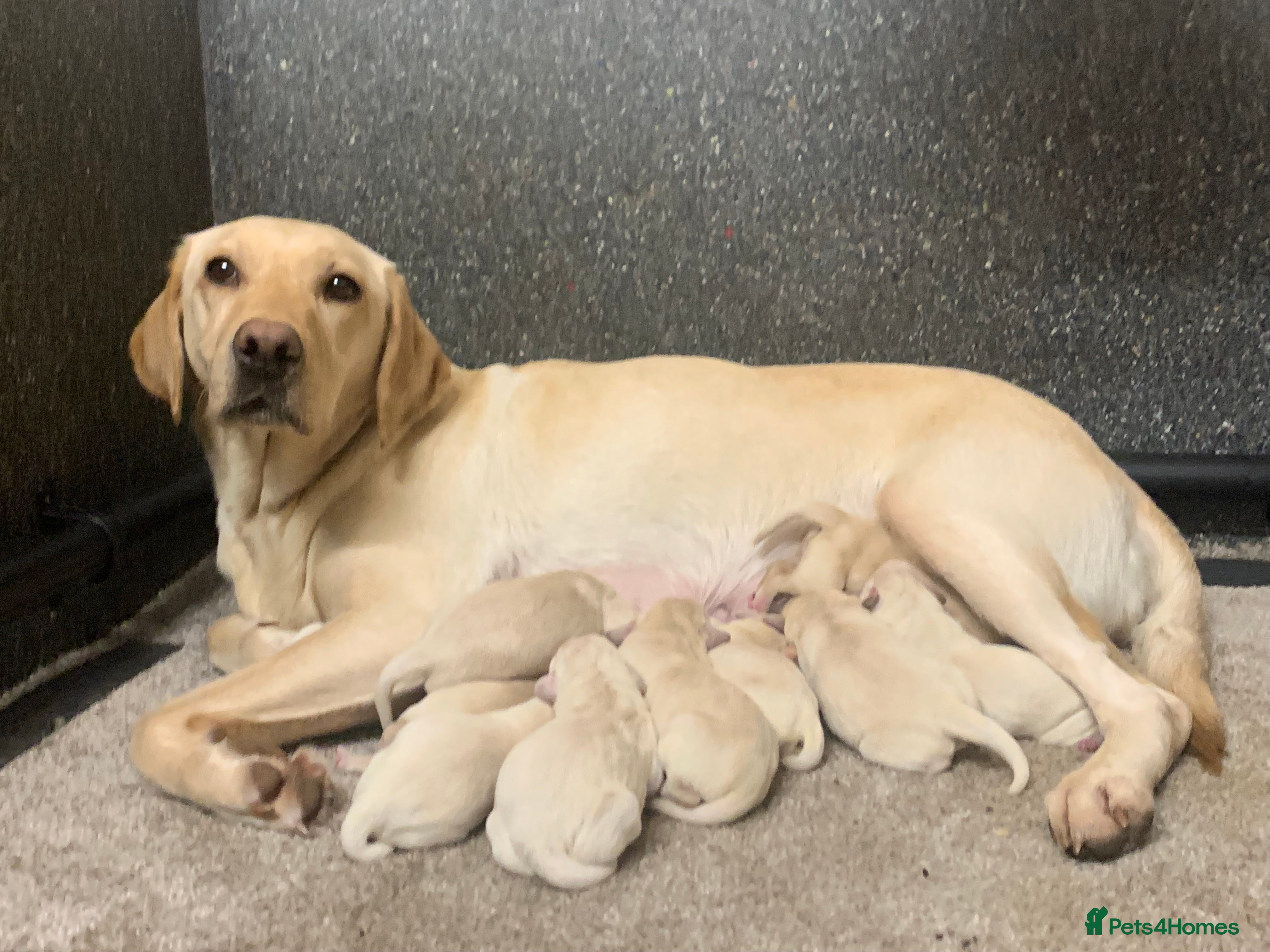 Labrador Retriever dogs KC registered yellow Labrador puppies - Advert 2