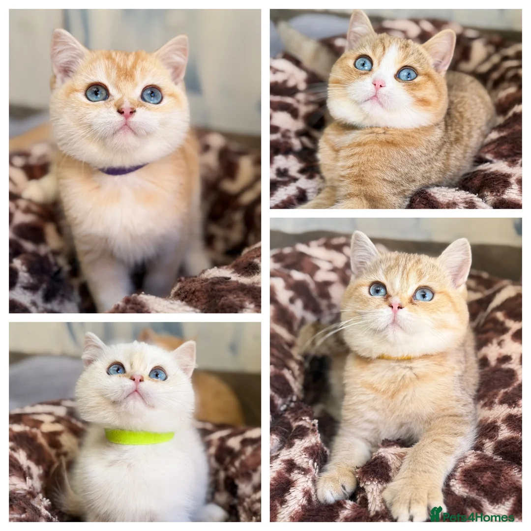 British Shorthair cats for sale: British shorthair beautiful golden kittens  - Advert 1