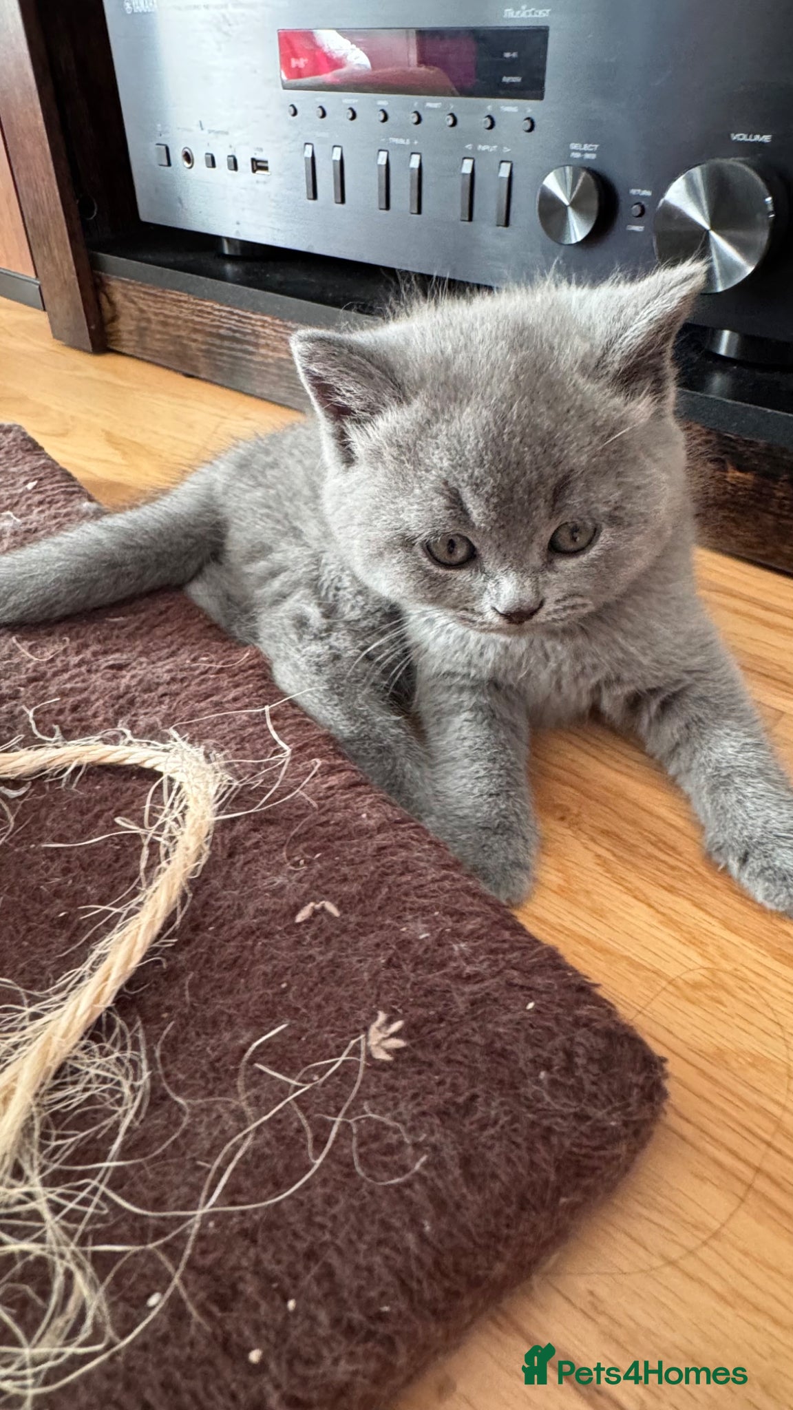 British Shorthair cats Beautiful British Shorthair Kittens - Advert 2