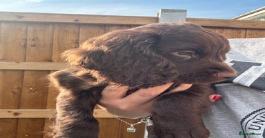 Sprocker dogs in Chelmsford - Advert 15
