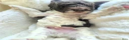Cockapoo dogs for sale: Beautiful F1b Minature Cockapoos - Advert 9