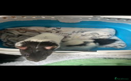 Rat rodents for sale: 2 male rats, friendly.  - Image 2