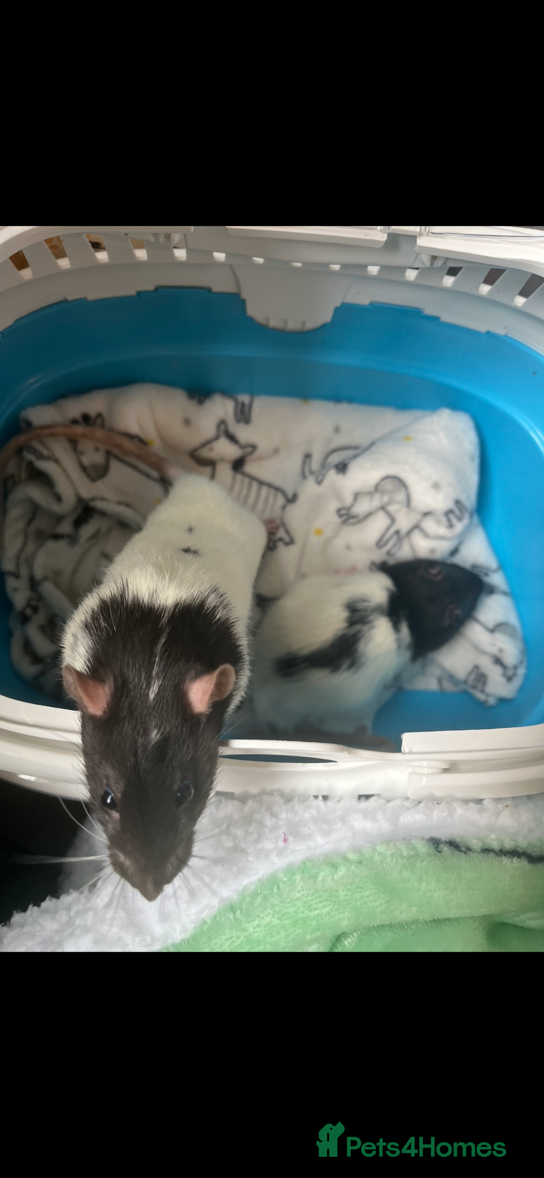 Rat rodents for sale: 2 male rats, friendly.  - Image 2