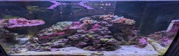 Other/Mixed Breed fish for sale: Fishtank with liverock, equipment, corals, + fish. - Advert 1