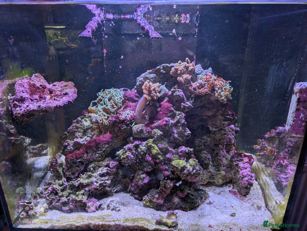 Other/Mixed Breed fish for sale: Fishtank with liverock, equipment, corals, + fish. - Advert 1