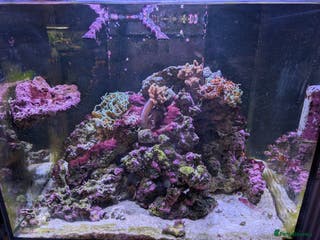 Other/Mixed Breed fish Fishtank with liverock, equipment, corals, + fish. - Advert 3