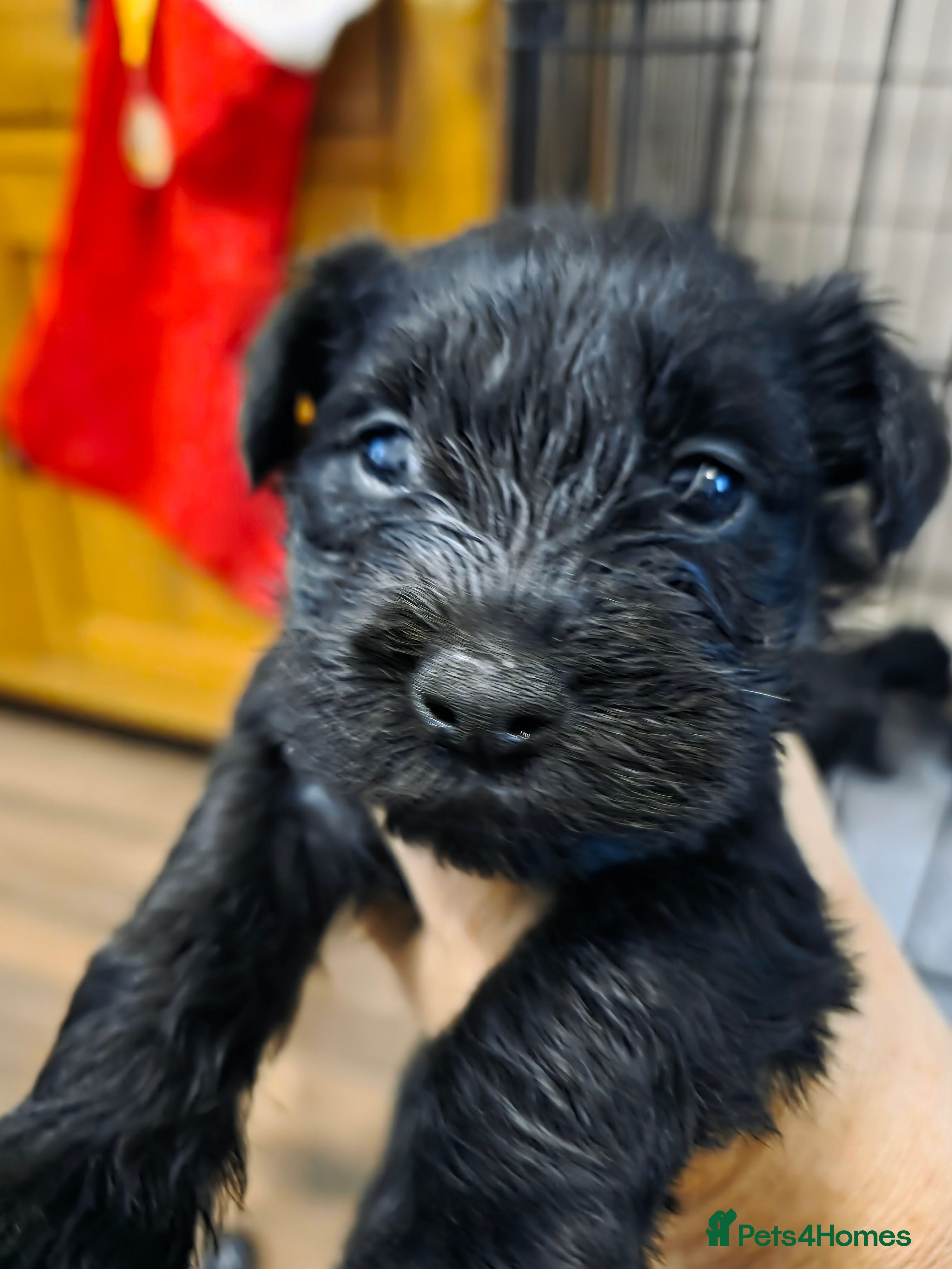 Miniature Schnauzer dogs Kc mini schnauzers - Advert 11