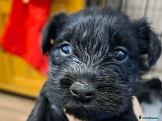 Miniature Schnauzer dogs Kc mini schnauzers - Advert 11