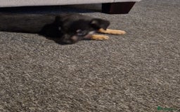 Mixed Breed dogs for sale: Border collie cross kelpie - Image 13