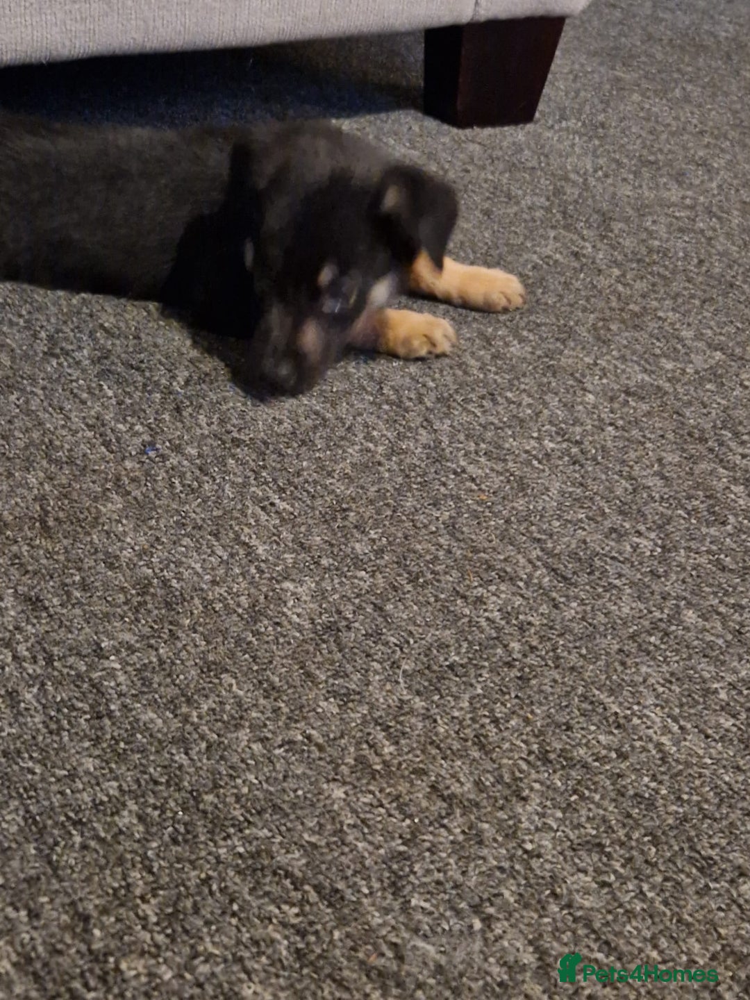 Mixed Breed dogs for sale: Border collie cross kelpie - Image 13