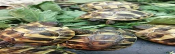 Hermann Tortoise reptiles for sale: Hermann Tortoises  - Advert 4