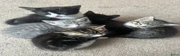 Mixed Breed cats for sale: Beautiful kittens for sale - Advert 11