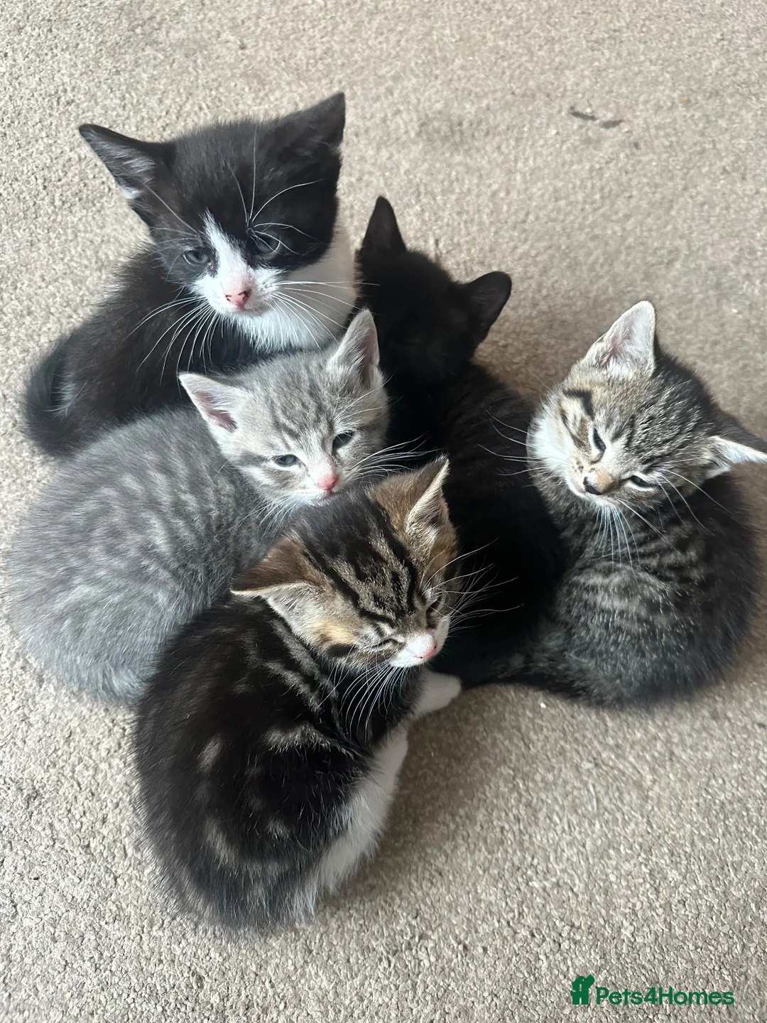 Mixed Breed cats for sale: Beautiful kittens for sale - Advert 11