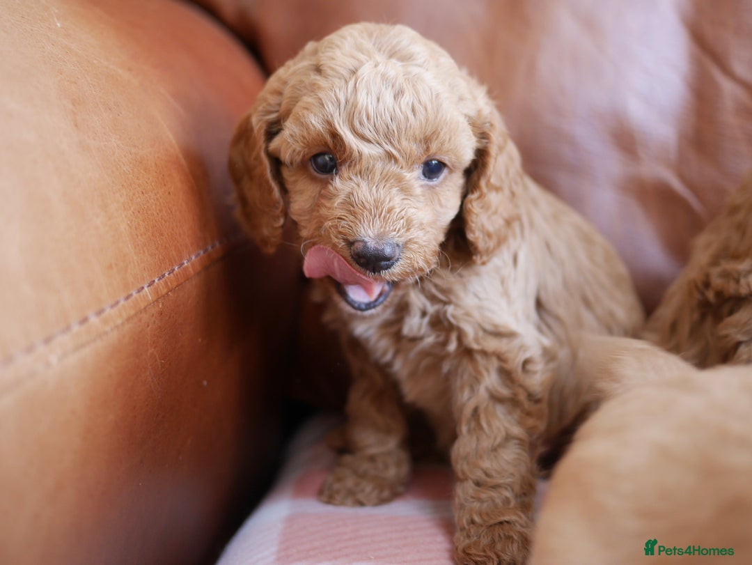 Cavapoo dogs for sale: Stunning F1b Health Tested Miniature Cavapoos - Image 4
