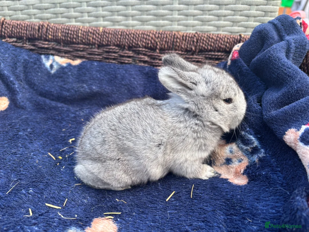 Mixed Breed rabbits for sale: Two French x mini lops  - Advert 2