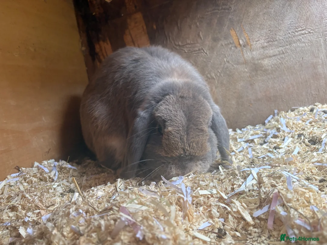 Mini Lop rabbits for sale: Proven buck - Advert 3