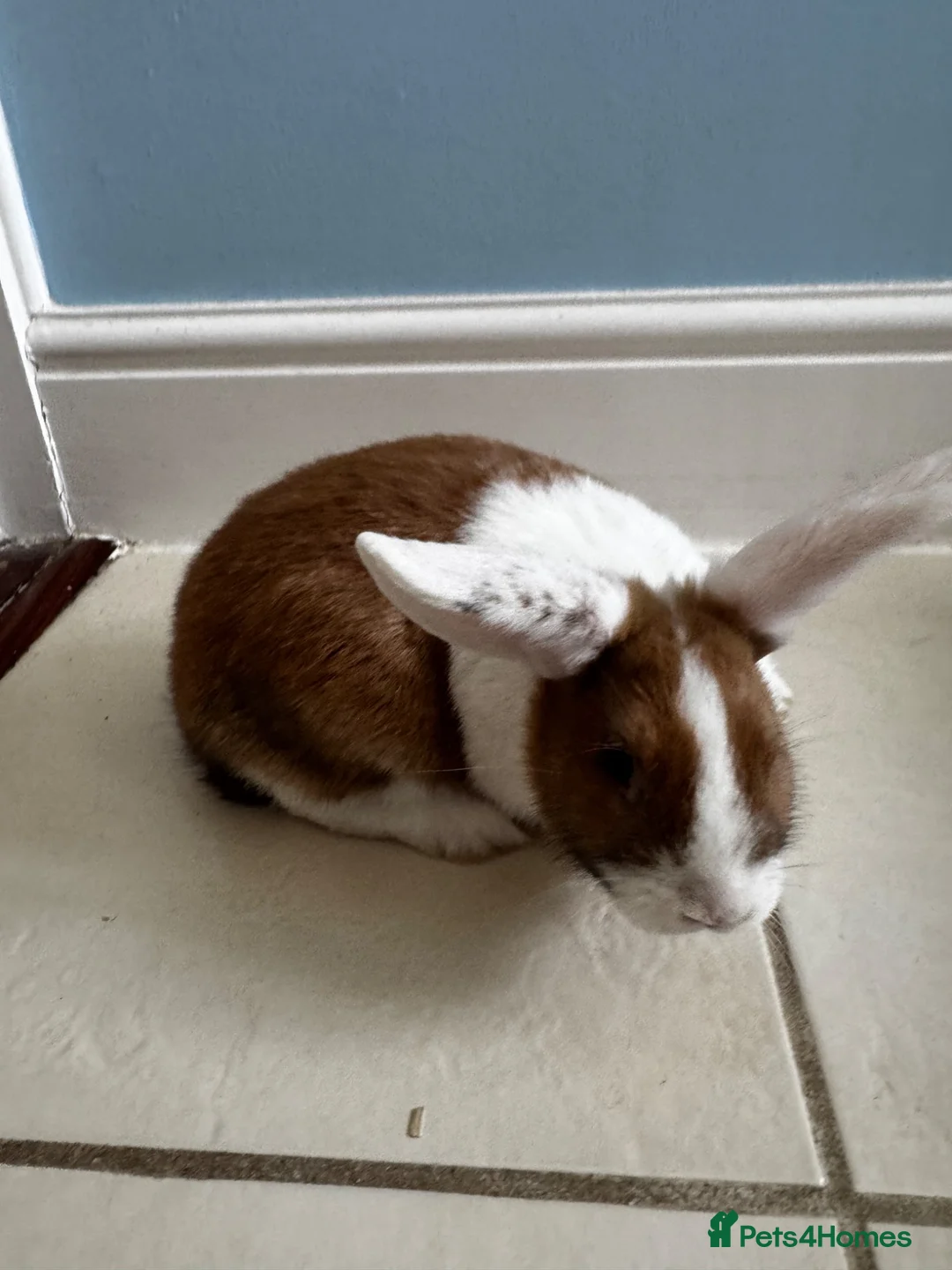 Dutch rabbits for sale: Dutch bunnies - Advert 2