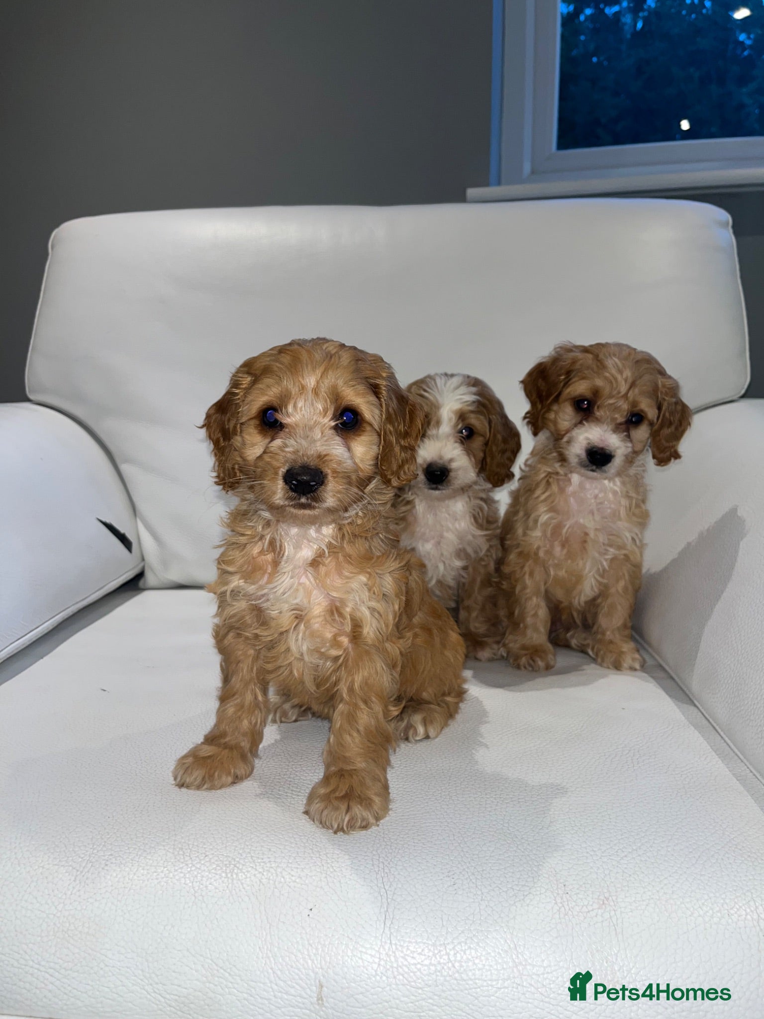 Cockapoo dogs F1 cockapoo puppies PRA clear - Advert 1