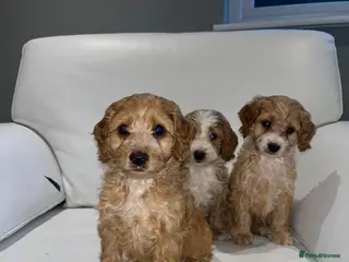 Cockapoo dogs F1 cockapoo puppies PRA clear - Advert 1
