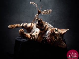 Bengal cats - Advert 7