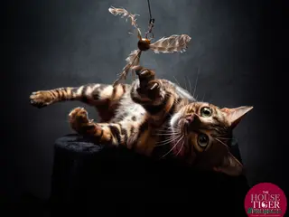 Bengal cats 🌿 Bengal Cat Looking for a New Home - Advert 1