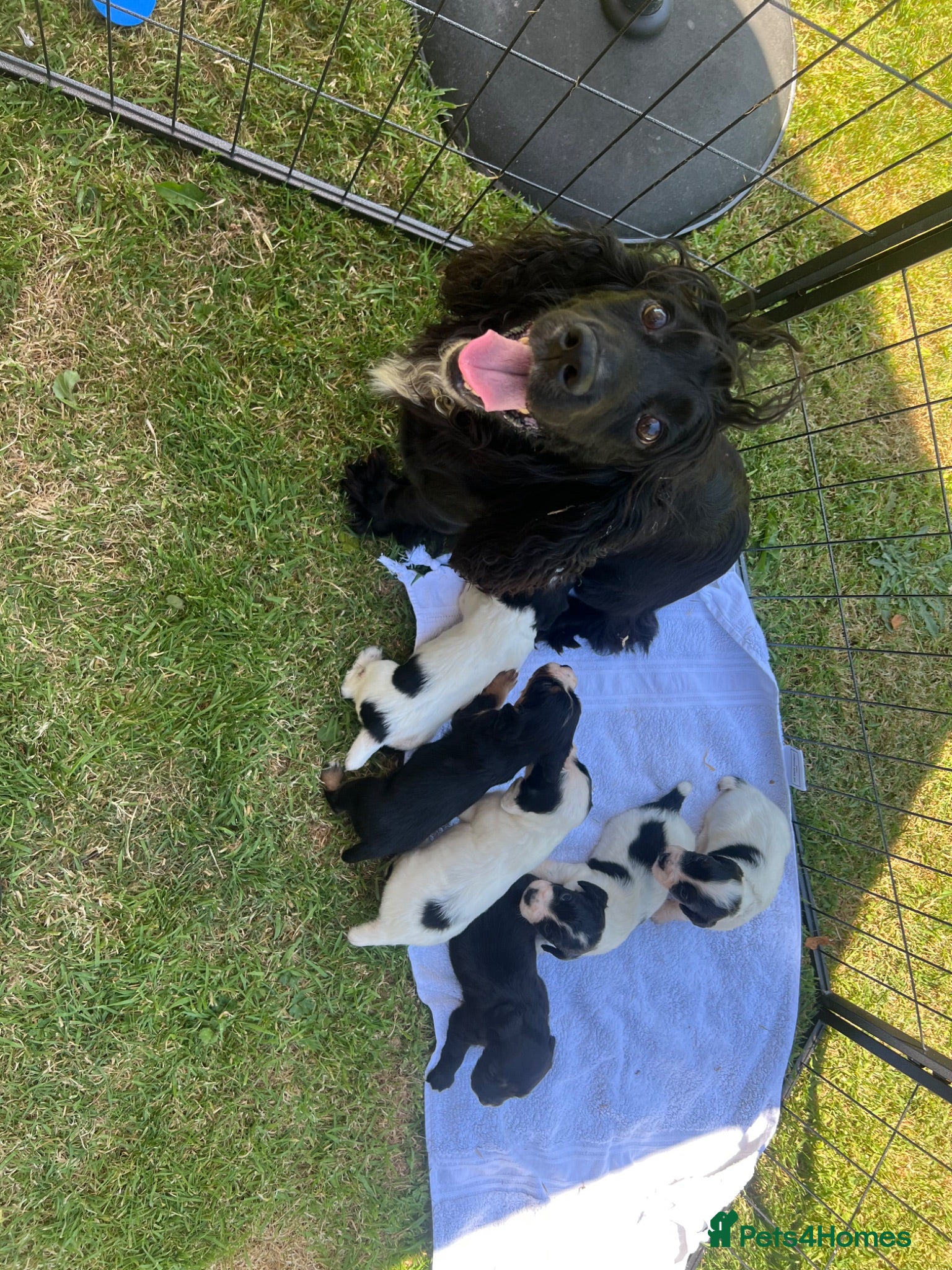 Cocker Spaniel dogs  Tri coloured working cocker spaniel puppies  - Advert 11