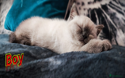 British Shorthair cats for sale: BSH Kittens Ready For New Homes Now - Image 2