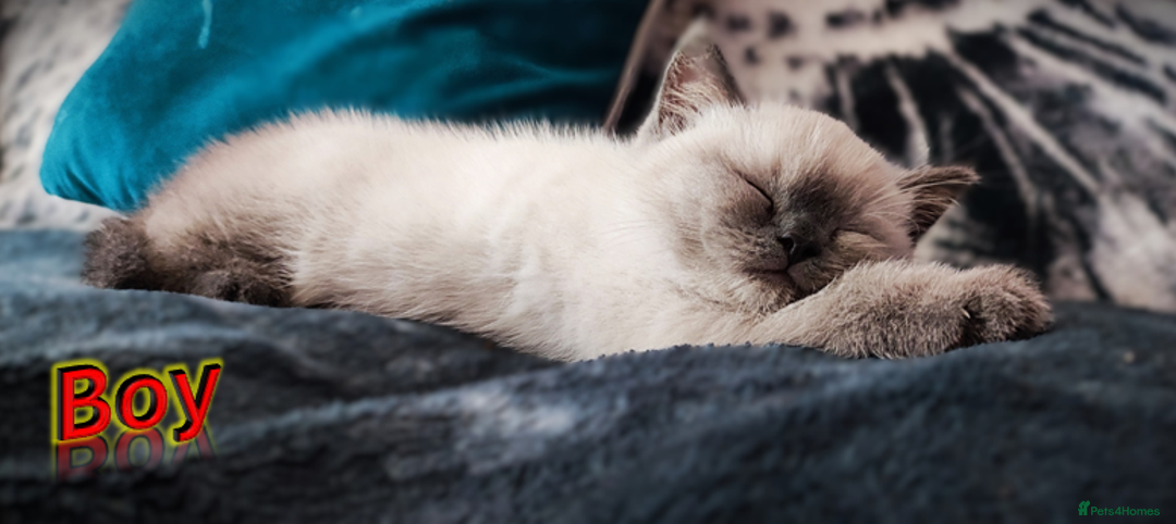 British Shorthair cats for sale: BSH Kittens Ready For New Homes Now - Image 2