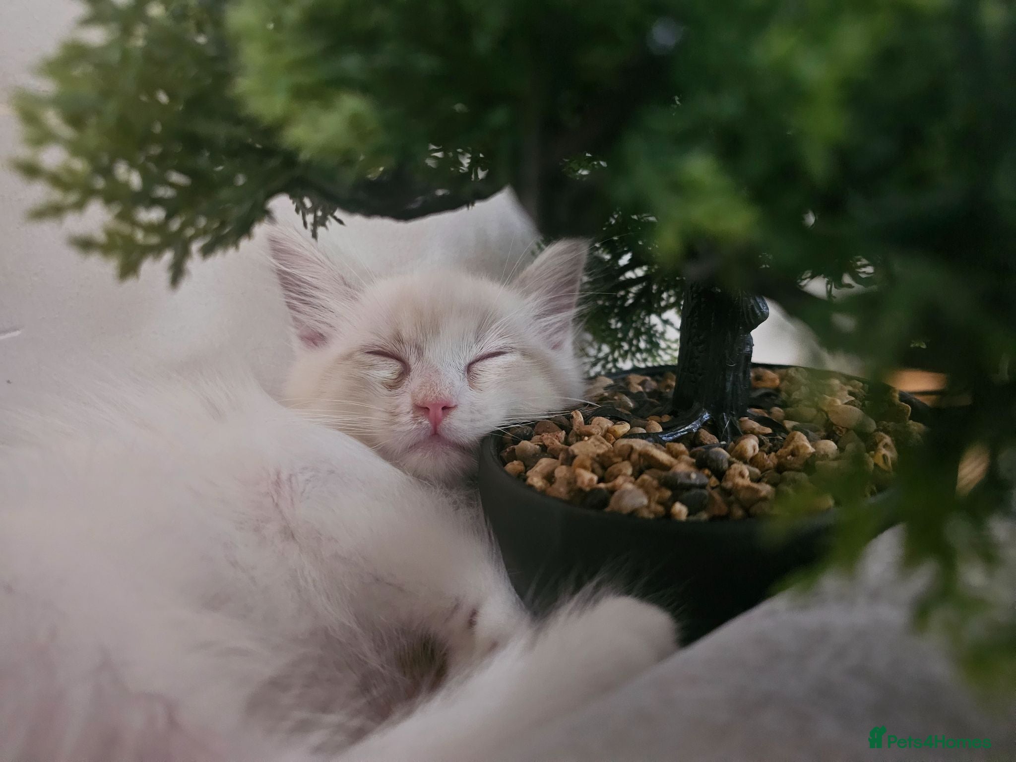 Ragdoll cats Friendly and playfull Ragdoll x  - Advert 2