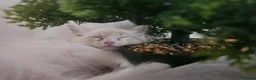 Ragdoll cats for sale: Friendly and playfull Ragdoll x  - Advert 14
