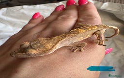 Gecko reptiles for sale: Baby crested geckos  - Image 3