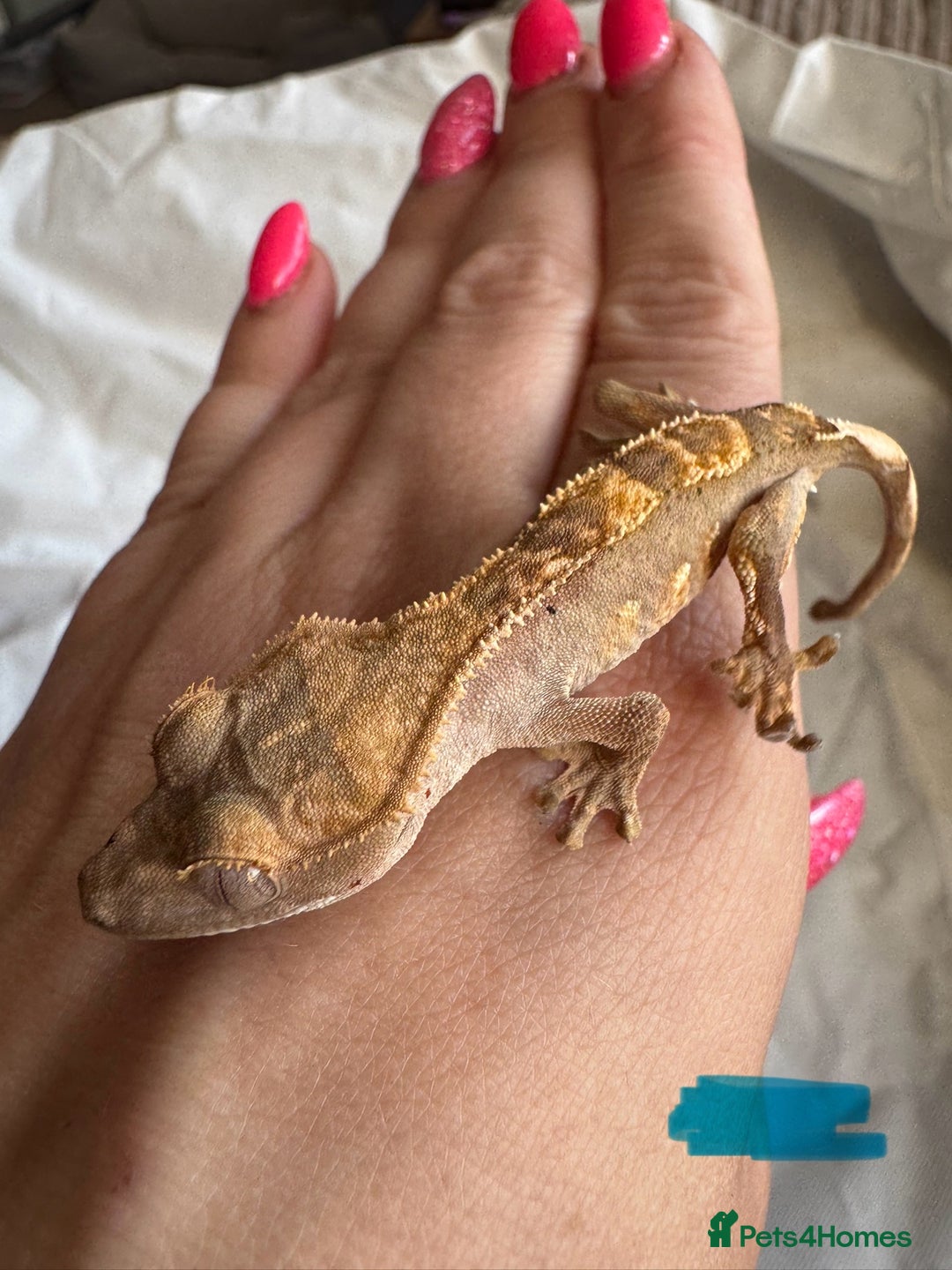 Gecko reptiles for sale: Baby crested geckos  - Image 3