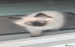 Ragdoll cats for sale: Beautiful Ragdoll boy - Image 4