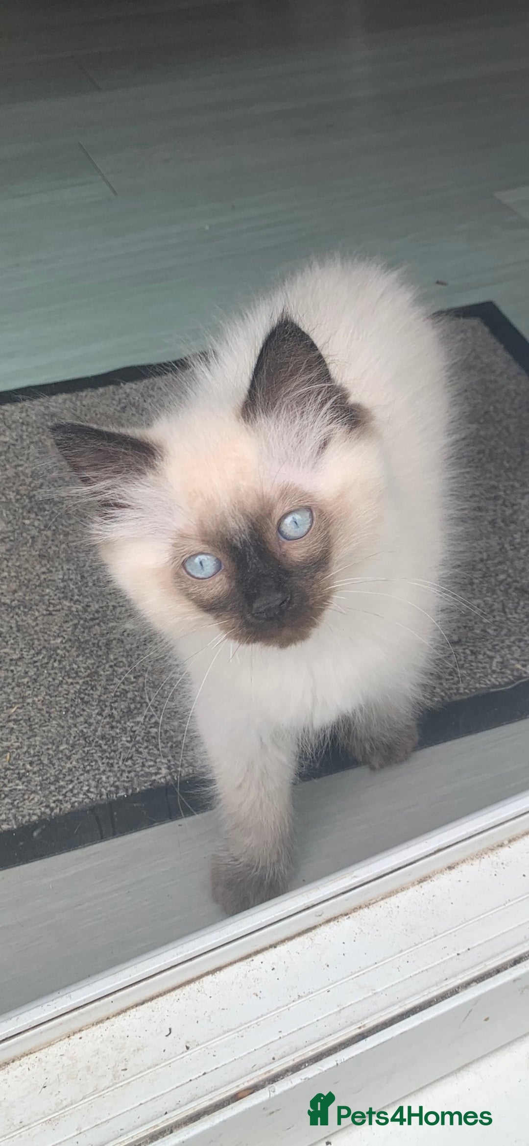 Ragdoll cats for sale: Beautiful Ragdoll boy - Image 4