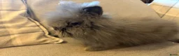 Lionhead rabbits for sale: Double mane lion lead bunny’s for sale  - Advert 13