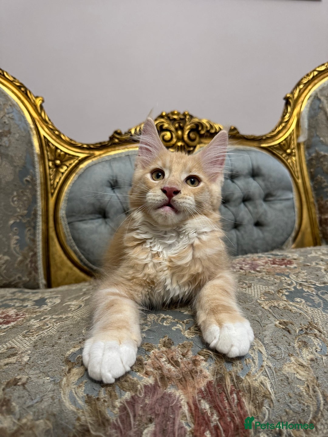 Maine Coon cats for sale: Maine Coon Kittens 🏆 20+ gen 🧬 Full Pedigree - Advert 37