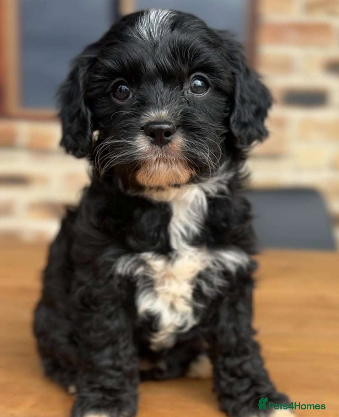 Cavapoo dogs for sale: Beautiful purebred Cavapoo Puppies - Image 13