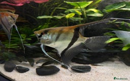 Angelfish fish for sale: Manacapuru super red 6-8cm - Image 2