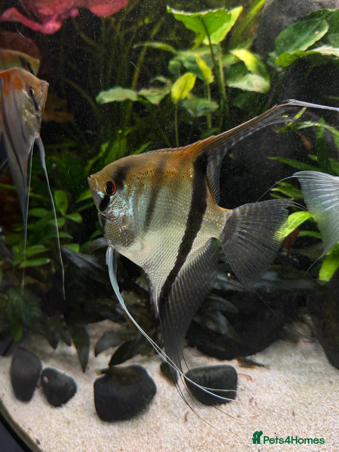 Angelfish fish for sale: Manacapuru super red 6-8cm - Image 2