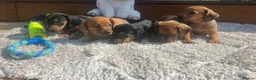 Dachshund dogs for sale: 5 gorgeous miniature dachshund puppy’s🐶 in Cullompton - Advert 39